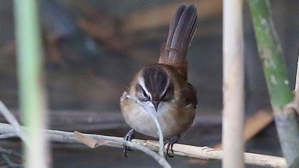 Bıyıklı kamışçın