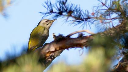 Küçük yeşil ağaçkakan