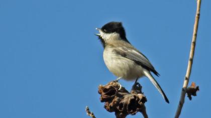 Akyanaklı baştankara