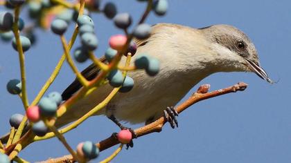 Küçük akgerdanlı ötleğen