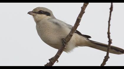 Büyük örümcekkuşu