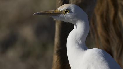 Sığır balıkçılı