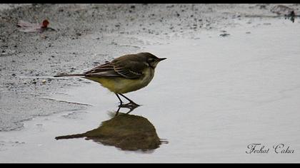 Sarı kuyruksallayan