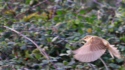 Büyük kamışçın
