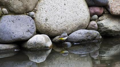 Dağ kuyruksallayanı