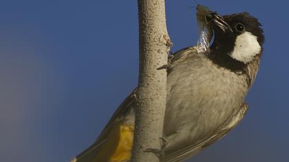 Akyanaklı arapbülbülü
