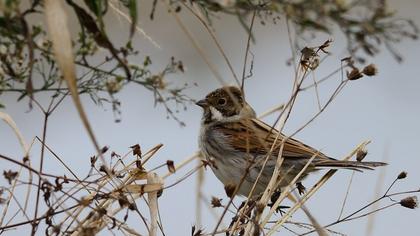 Bataklık Kirazkuşu