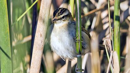 Kındıra kamışçını