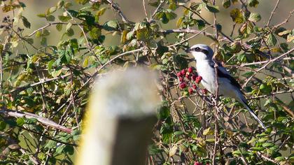 Büyük örümcekkuşu