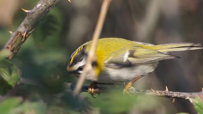 Sürmeli çalıkuşu