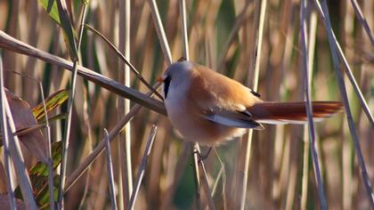 Bıyıklı baştankara