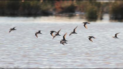 Karakarınlı kumkuşu