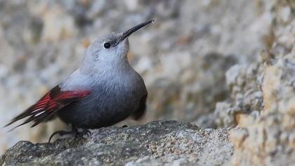 Duvar tırmaşıkkuşu