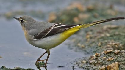 Dağ kuyruksallayanı