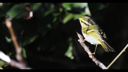 Çalıkuşu çıvgını