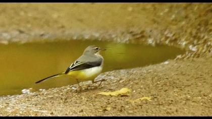 Dağ kuyruksallayanı