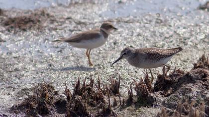 Orman düdükçünü