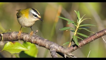 Sürmeli çalıkuşu