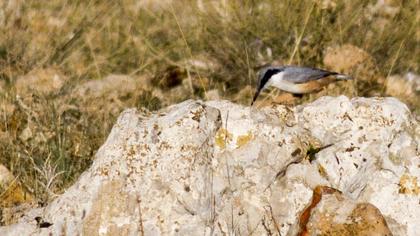 Büyük kaya sıvacısı