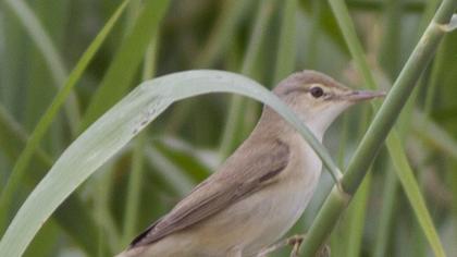 Büyük kamışçın