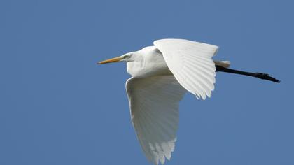 Büyük ak balıkçıl