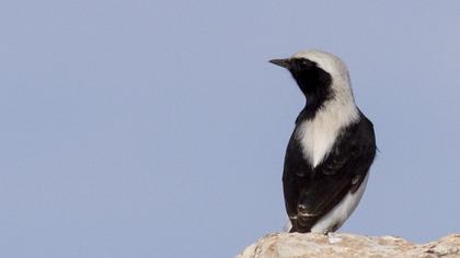 Aksırtlı kuyrukkakan