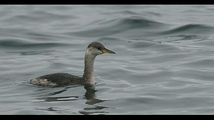 Kızılboyunlu batağan