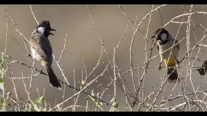 Akyanaklı arapbülbülü