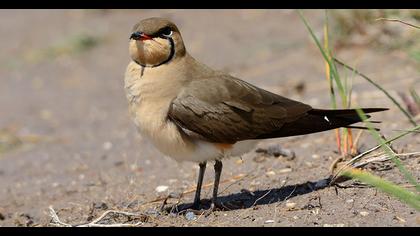 Bataklıkkırlangıcı