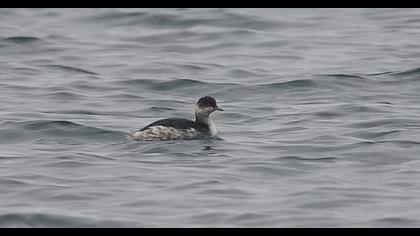 Karaboyunlu batağan