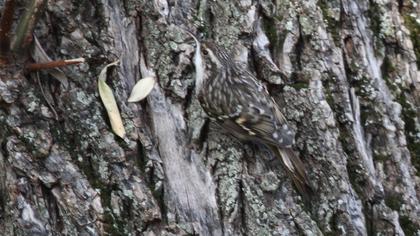 Bahçe tırmaşıkkuşu