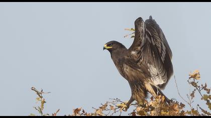 Büyük orman kartalı