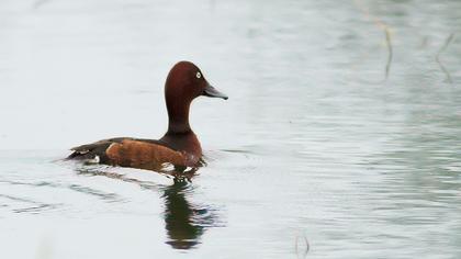 Ferruginous Duck