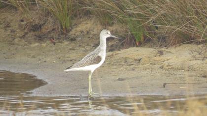 Common Greenshank
