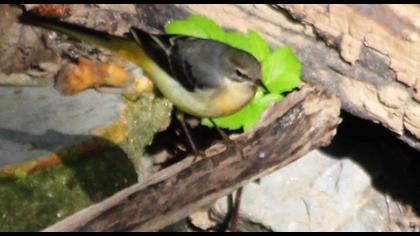 Dağ kuyruksallayanı