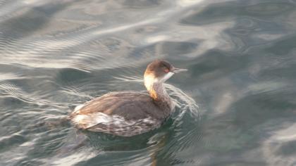 Karaboyunlu batağan