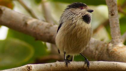 Uzunkuyruklu baştankara