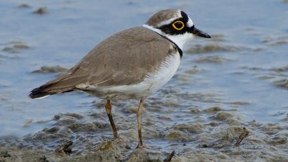 Halkalı küçük cılıbıt