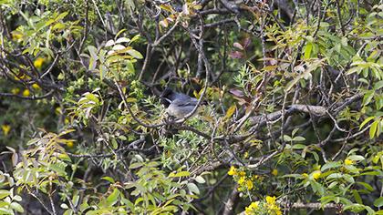 Karaboğazlı ötleğen
