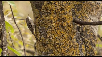 Bahçe tırmaşıkkuşu
