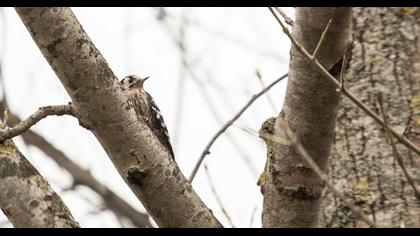 Küçük ağaçkakan