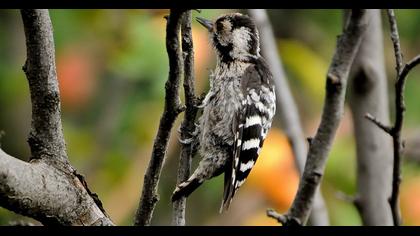 Küçük ağaçkakan