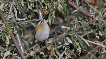 Sürmeli çalıkuşu