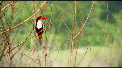 İzmir yalıçapkını