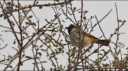 Akyanaklı arapbülbülü