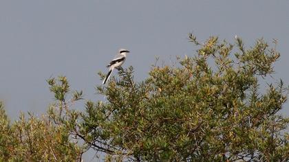 Büyük örümcekkuşu