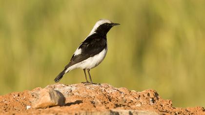 Aksırtlı kuyrukkakan