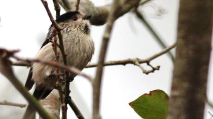 Uzunkuyruklu baştankara