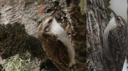 Orman tırmaşıkkuşu