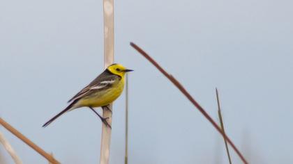 Sarıbaşlı kuyruksallayan